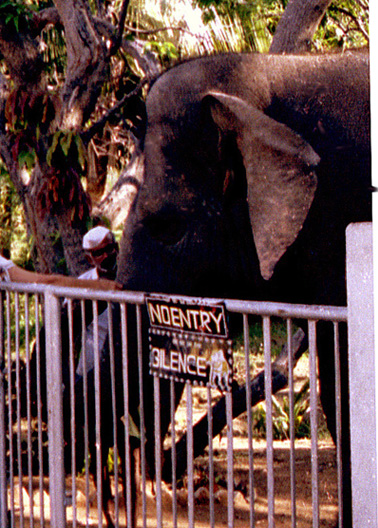 Sai_Geeth-elephant-1985